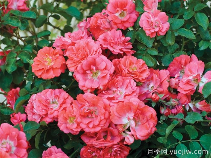 推薦勤花表現(xiàn)極好的景觀低維護月季品種(圖4)