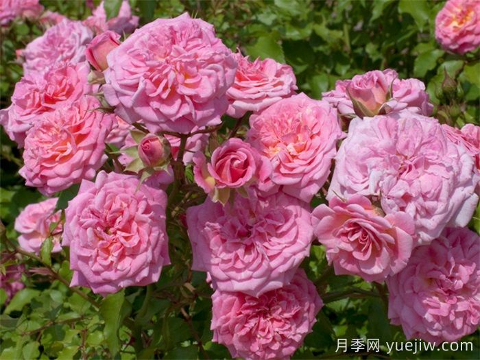 推薦勤花表現(xiàn)極好的景觀低維護月季品種(圖5)