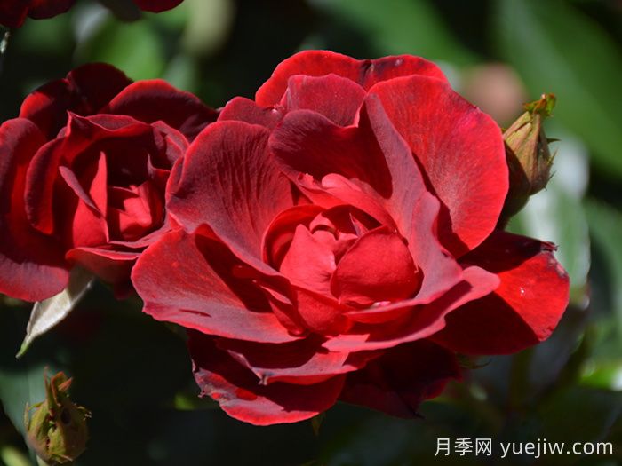 推薦勤花表現(xiàn)極好的景觀低維護月季品種(圖2)