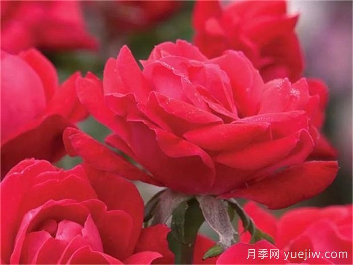 推薦勤花表現(xiàn)極好的景觀低維護月季品種(圖7)
