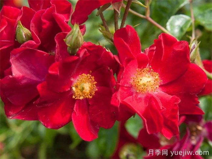推薦勤花表現(xiàn)極好的景觀低維護月季品種(圖10)