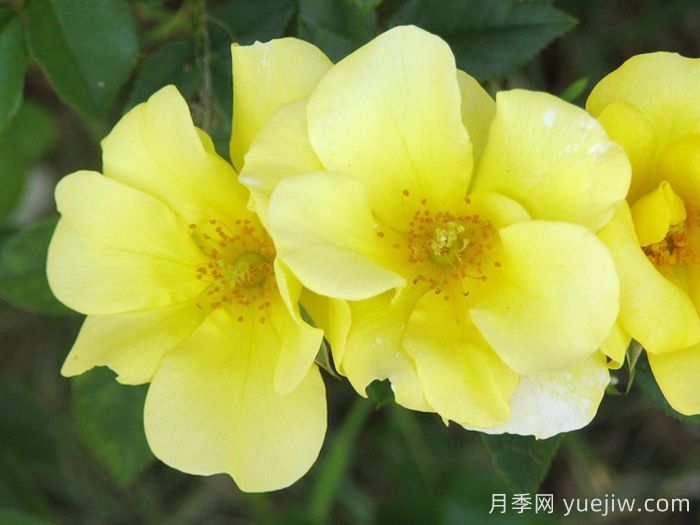 推薦勤花表現(xiàn)極好的景觀低維護月季品種(圖11)