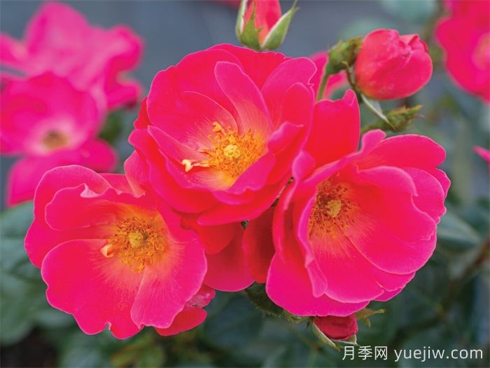 粉磚房月季(圖1)