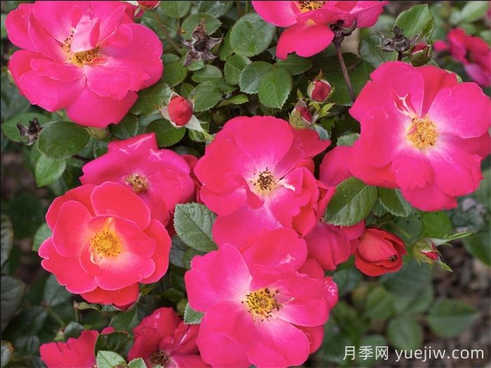 粉磚房月季(圖2)