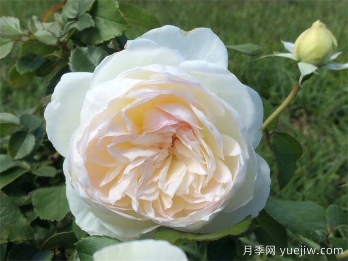 普及12種月季，養(yǎng)不死得小強月季(圖2)