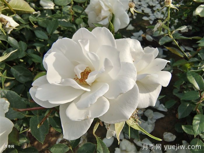 普及12種月季，養(yǎng)不死得小強月季(圖3)
