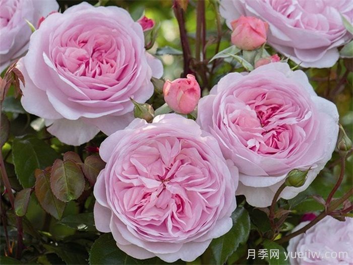 普及12種月季，養(yǎng)不死得小強月季(圖6)