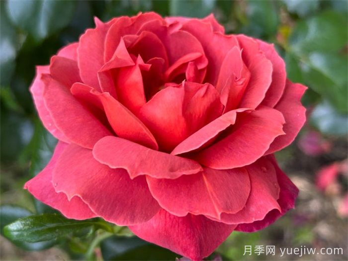 推薦8款復(fù)古柔色月季，色彩獨(dú)特，花型優(yōu)雅(圖3)