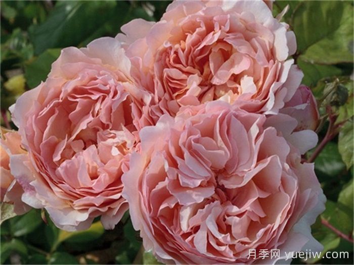 推薦8款復(fù)古柔色月季，色彩獨(dú)特，花型優(yōu)雅(圖6)