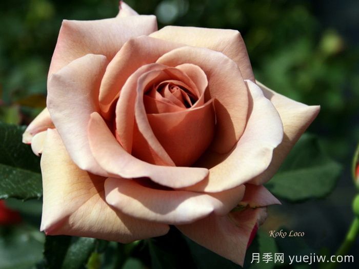 推薦8款復(fù)古柔色月季，色彩獨(dú)特，花型優(yōu)雅(圖2)