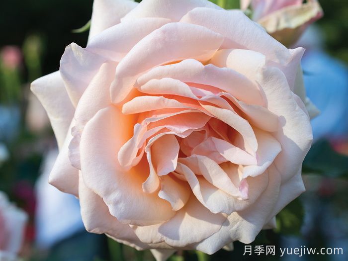 月季介紹，珍珠之母月季(圖1)