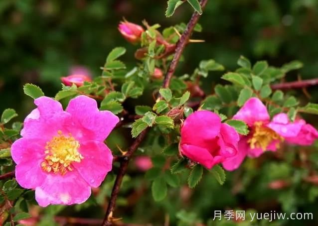 薔薇介紹，擬木香(圖1)