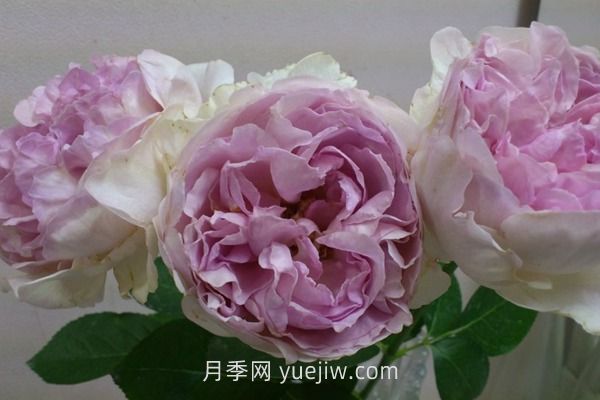 伊芙克萊爾月季介紹和優(yōu)缺點(圖1)