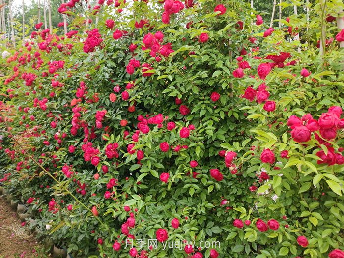 紅木香月季盆栽還是地栽好？(圖1)