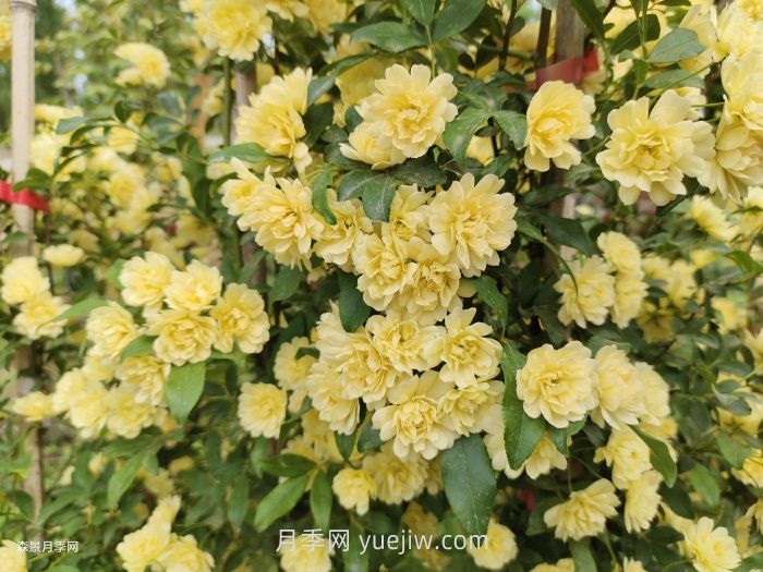 黃木香多久可以開花？黃木香怎樣才能多開花呢？(圖2)