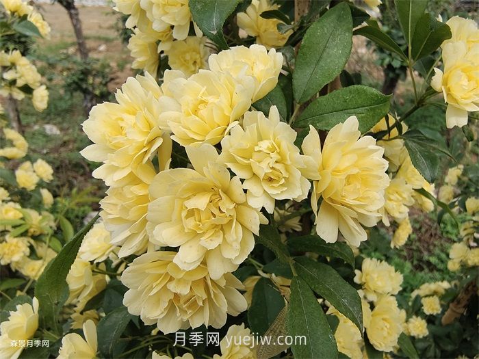 黃木香多久可以開花？黃木香怎樣才能多開花呢？(圖1)