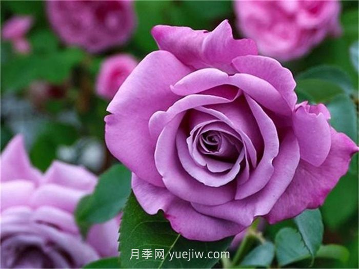 紫色月季花有哪些品種？(圖5)
