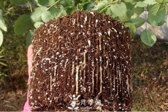 月季如何養(yǎng)根？(圖1)