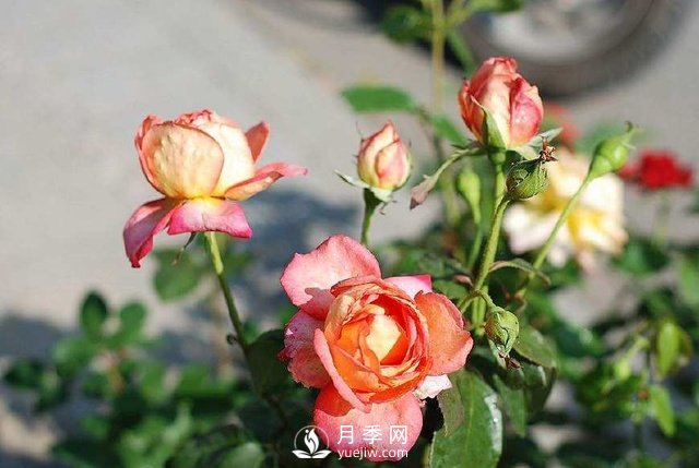 紅土是否可以拿來栽種月季？(圖1)