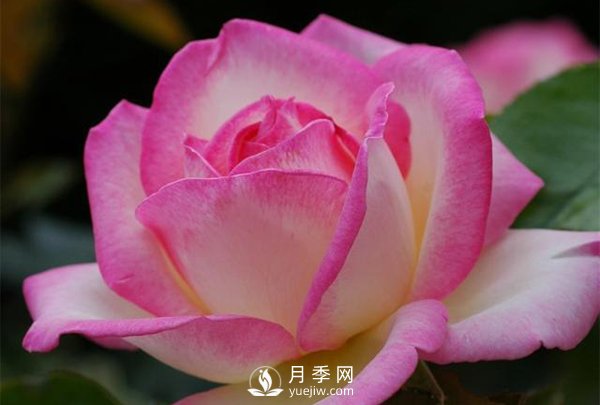 滅蚊器可以殺死月季上的蚜蟲嗎？月季蚜蟲防治方法(圖1)