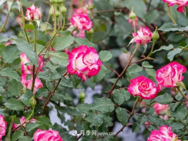 豐花月季新品推薦椿風月季(圖3)