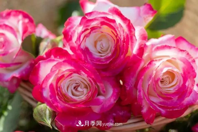 豐花月季新品推薦椿風月季(圖2)