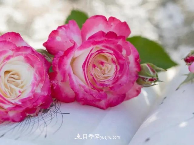 豐花月季新品推薦椿風月季(圖1)