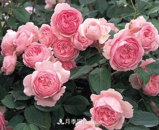 藤本月季優(yōu)秀品種！除了龍沙寶石，還有此六種推薦(圖7)