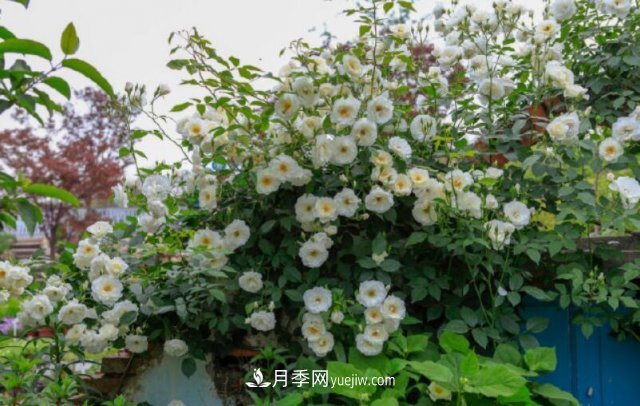 藤本月季優(yōu)秀品種！除了龍沙寶石，還有此六種推薦(圖6)