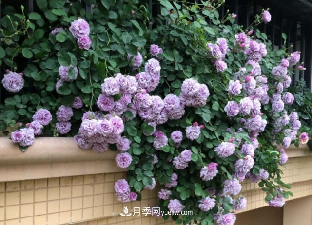 藤本月季優(yōu)秀品種！除了龍沙寶石，還有此六種推薦(圖3)
