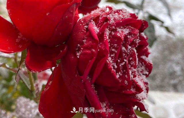 冬季的月季，花瓣鋪滿雪，似白糖，舔一口甜蜜蜜(圖3)