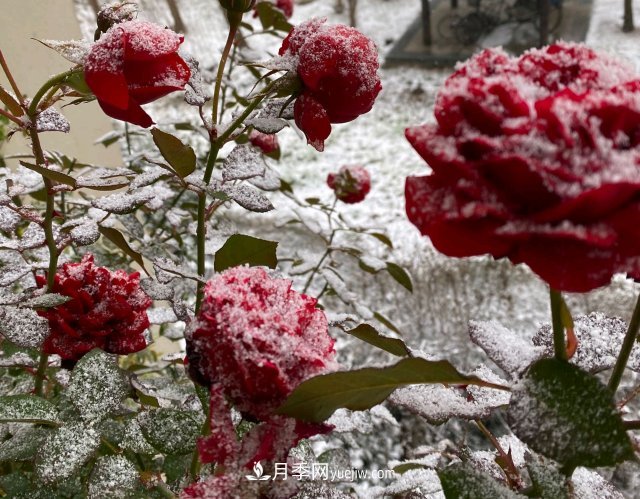 冬季的月季，花瓣鋪滿雪，似白糖，舔一口甜蜜蜜(圖1)