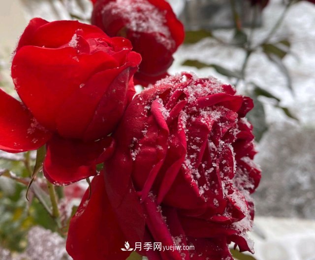 冬季的月季，花瓣鋪滿雪，似白糖，舔一口甜蜜蜜(圖2)