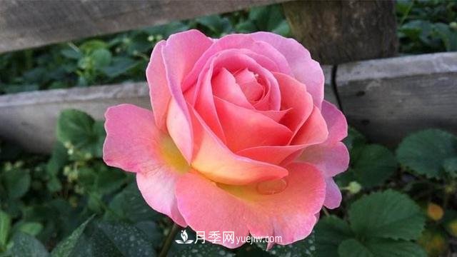 學(xué)會月季花具體養(yǎng)護(hù)技巧，不怕黃葉，開花多了不少(圖1)