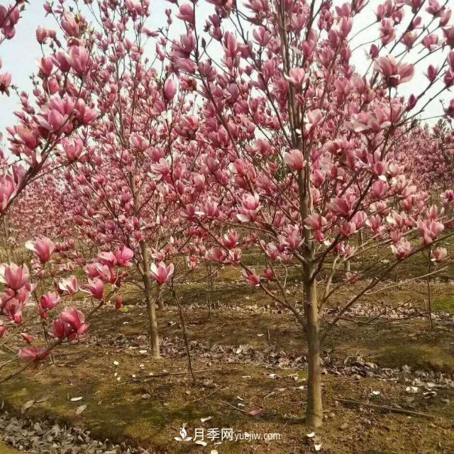 紫玉蘭簡(jiǎn)介及形態(tài)特征(圖1)