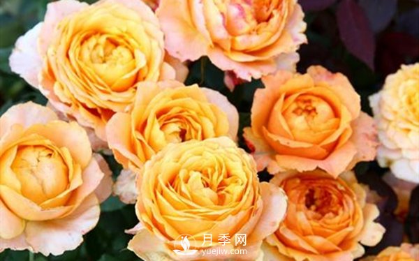 要想盆栽月季花養(yǎng)得好，做好這5點很實用(圖2)