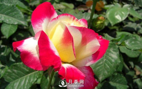 要想盆栽月季花養(yǎng)得好，做好這5點很實用(圖1)