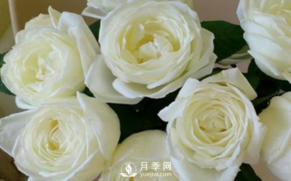 要想盆栽月季花養(yǎng)得好，做好這5點很實用(圖3)