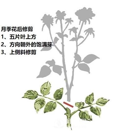 盛花期后，必須要對月季做的兩件事！(圖1)