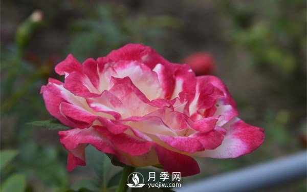 月季花的養(yǎng)殖方法和注意事項有哪些(圖1)