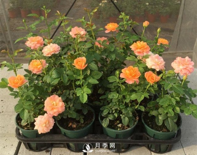 家庭盆栽月季花如何過(guò)冬？(圖1)
