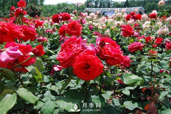 春季苗木施肥養(yǎng)護管理方法(圖1)