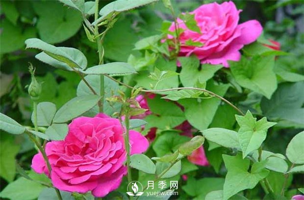 南陽(yáng)樹狀月季：月季花為什么越開越?。?圖1)