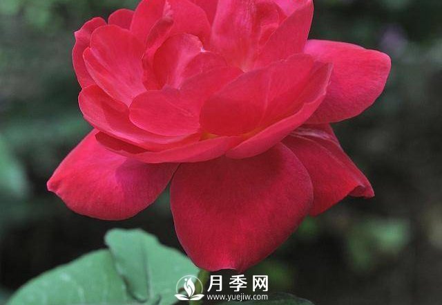 自己動(dòng)手學(xué)月季花剪枝，一步一步修，新手也能做得好(圖3)