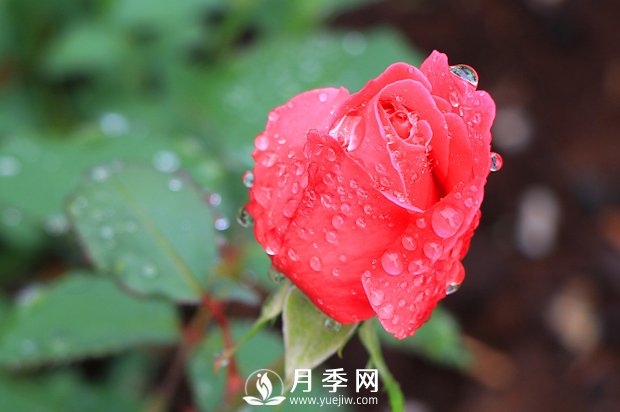 月季是比較喜肥的，充足養(yǎng)分才能促進(jìn)月季生長(zhǎng)(圖1)