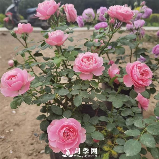 如何讓花開(kāi)不斷？澆水修剪不可少，綜合化管理(圖1)