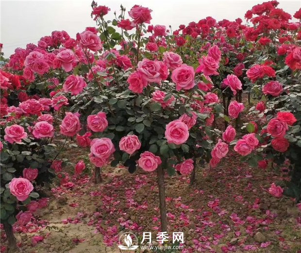 月季一般用什么樣的花盆種植比較好？(圖1)