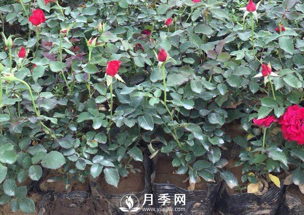 月季養(yǎng)護的水肥管理(圖1)