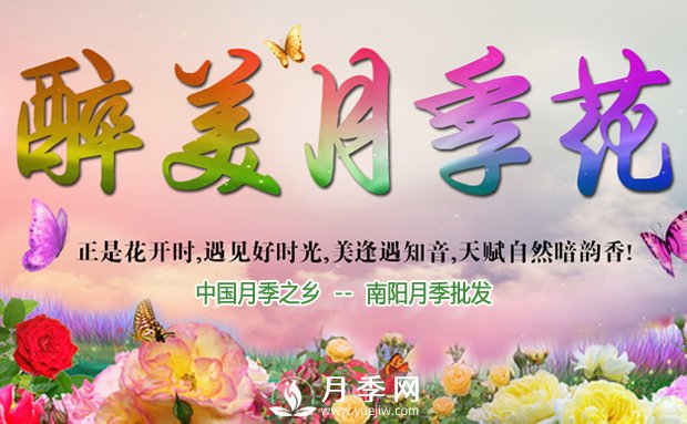 月季長(zhǎng)得好不好，做好澆水施肥扦插這三個(gè)竅門(mén)(圖1)