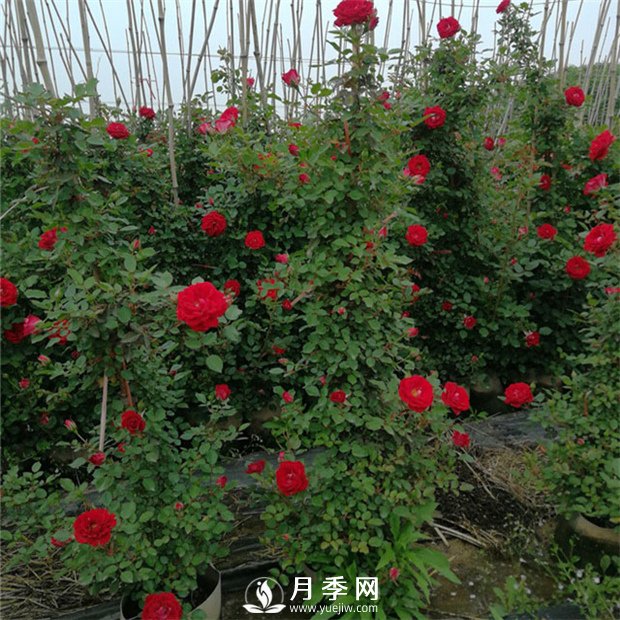 藤本月季的修剪誤區(qū) 這個(gè)冬天你千萬(wàn)別中招！(圖1)